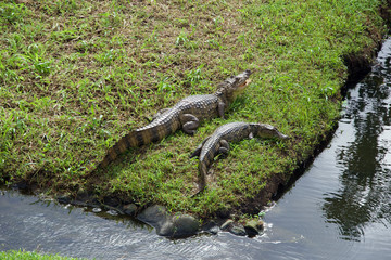 Two Caimans rest in the sun by a lake in Costa Rica