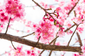 Beautiful spring cherry blossoms in the northern of Thailand
