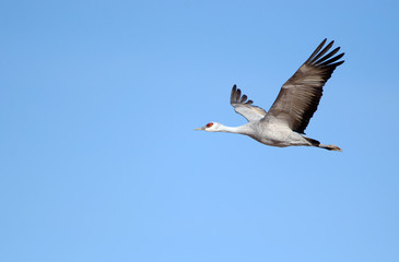 sSandhill Crane in Flight with Blue Sky Background, Whitewater Draw, Arizona, USA

Sharp focus on cranes in center frame.