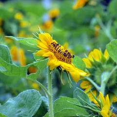 beautiful yellow Sunflower