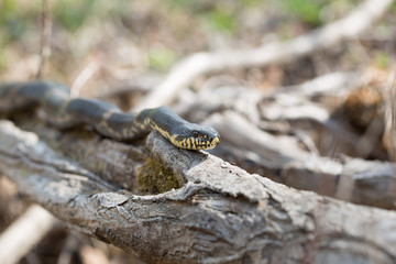 Black Racer Snake or Schrenck's rat snake