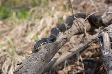Black Racer Snake or Schrenck's rat snake