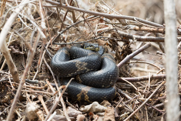 Black Racer Snake or Schrenck's rat snake