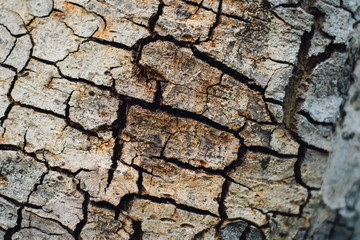  Tree bark texture