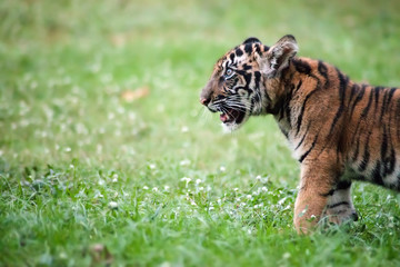 Bengal baby tiger is walking across a meadow.