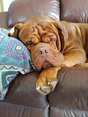 Big dog sleeping on couch