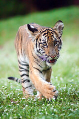 Bengal baby tiger is walking across a meadow.