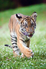 Naklejka na ściany i meble Bengal baby tiger is walking across a meadow.
