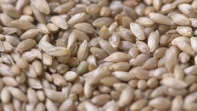 Close-up of golden seeds falling