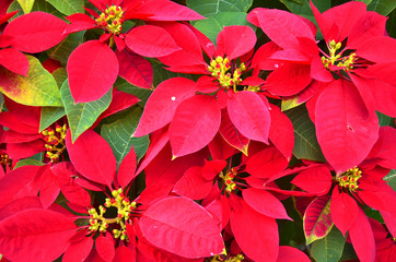 Christmas flowers of red on garden, POINSETTIA