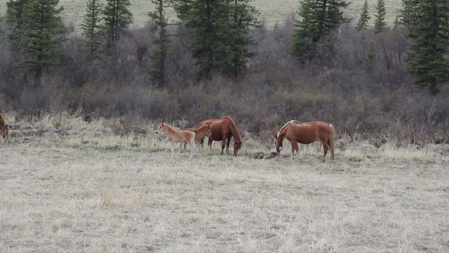 Cinemagraph - Horses with foals grazing in a pasture.. Motion Photo.