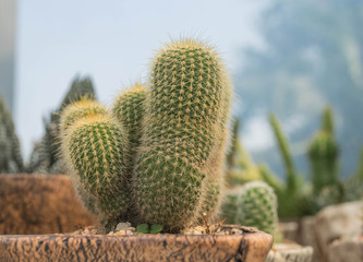 cactus plants