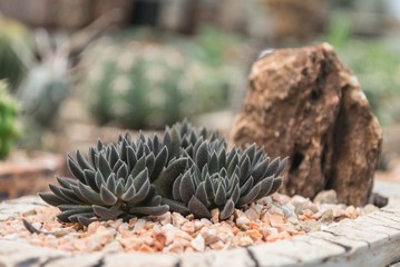 cactus plants