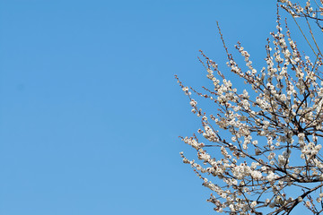 梅の花