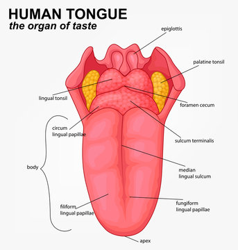 Human tongue structure cartoon