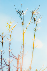 Ice Covered Tree Winter Landscape