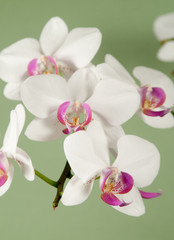 Fototapeta na wymiar Phalaenopsis orchid flowers (butterfly orchid)