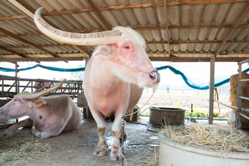 White buffalo in Thailand farm
