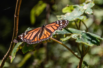 Monarch butterfly 