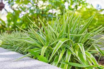 Chlorophytum comosum or spider plant  in the garden