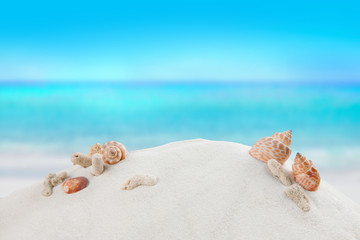 Obraz na płótnie Canvas shells on sandy beach, Summer concept 