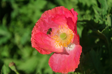 close up poppy flower in field