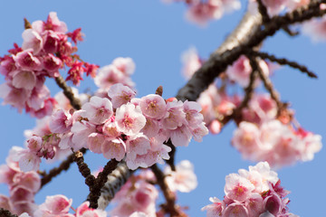 熱海桜