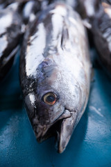 Fresh raw tuna fish in market