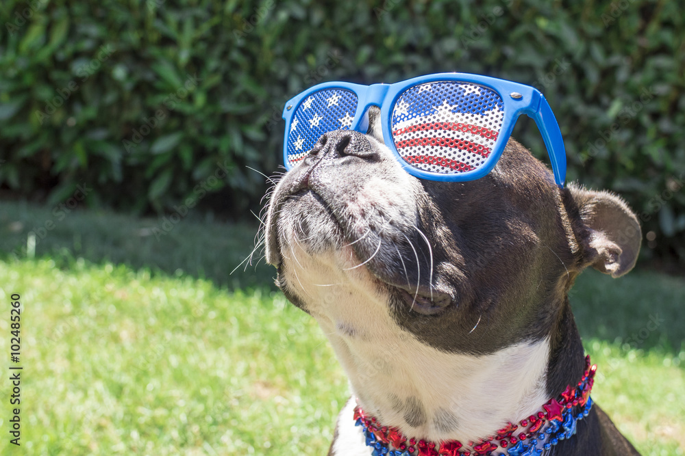 Wall mural boston terrier dog looking cute in stars and stripes flag sunglasses