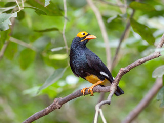 Bird golden-crested myna.