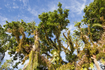 Platycerium perched on a tree