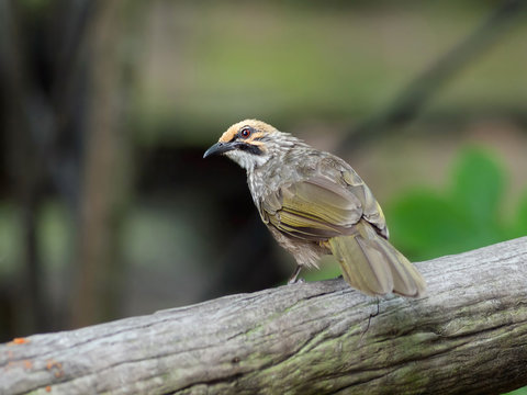  straw head bulbul