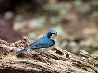 Siberian Blue Robin