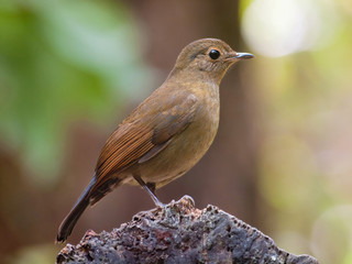 Buff-breasted Babbler