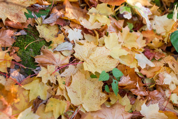 Colorful background of autumn maple leaves on the ground