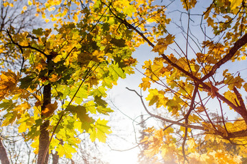 autumn leaves on the branches against the sky with the sun flare