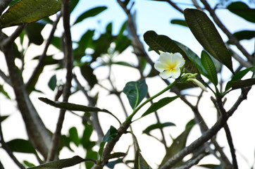 plumeria branch tree
