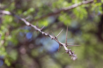 A closeup of a thorny twig of the African acacia tree