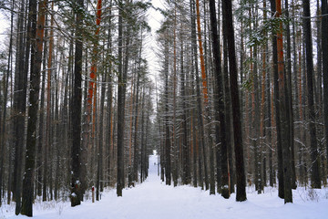 hiking trail in the winter snow-covered pine forest