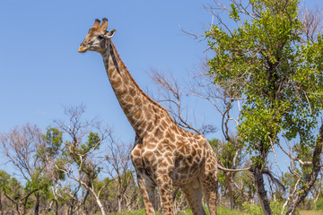 A giraffe standing in the bushveld