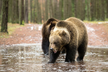 Naklejka na ściany i meble brown bear (Ursus arctos) in winter forest