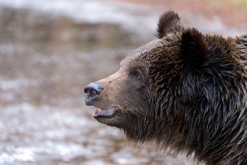 Plakat brown bear (Ursus arctos) in winter forest
