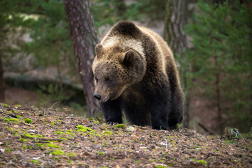 Fototapeta premium brown bear (Ursus arctos) in winter forest