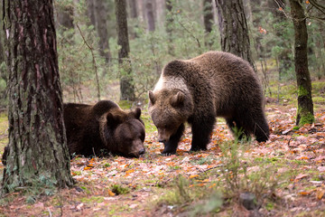 brown bear (Ursus arctos) in winter forest