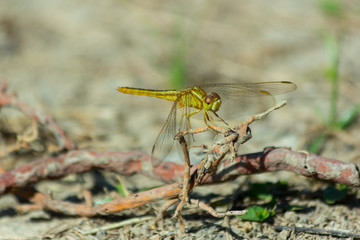 A green dragonfly resting on a twig