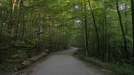 Fototapeta na wymiar A path winds through the forest in Bavaria.