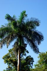 Fototapeta na wymiar Great Palm Trees