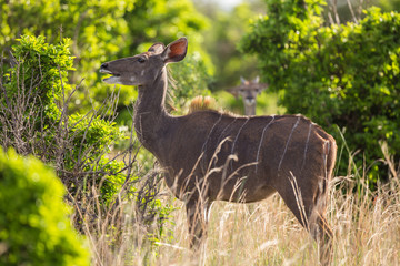 A Kudu cow pulling a funny face