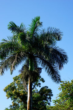 Great Palm Trees