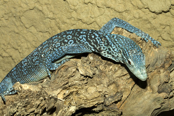 beautiful blue lizard, Blue Spotted Tree Monitor Varanus macraei